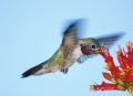 Broad-tailed-Hummingbird;Hummingbird;Selasphorus-platycercus;Flying-bird;action;